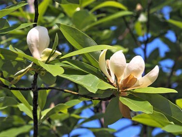 10 SWEETBAY MAGNOLIA Virginiana TREE Shrub Native Sweet Bay, White Bay, Laurel Magnolia - White 3